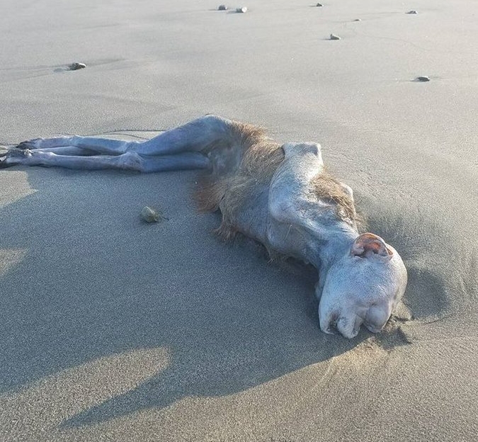 【画像あり】日本の海岸に打ち上げられてた謎の生命体の写真が思った以上にヤバかった